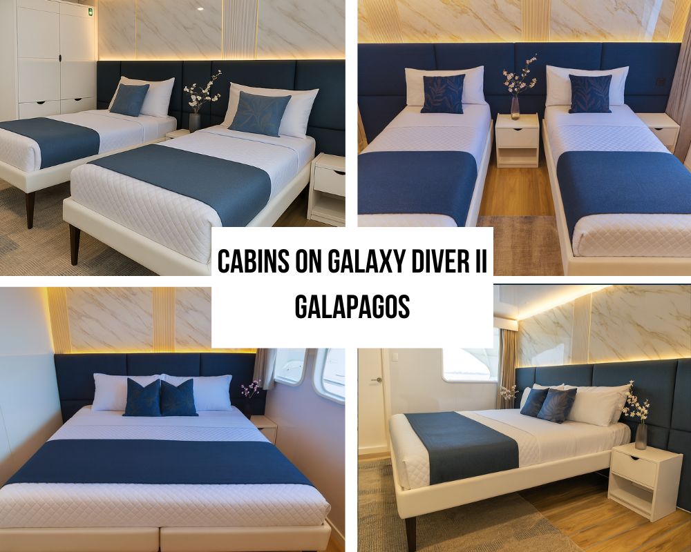 Comprehensive Luxury Accommodation and Comfort Excellence on Galaxy Diver II