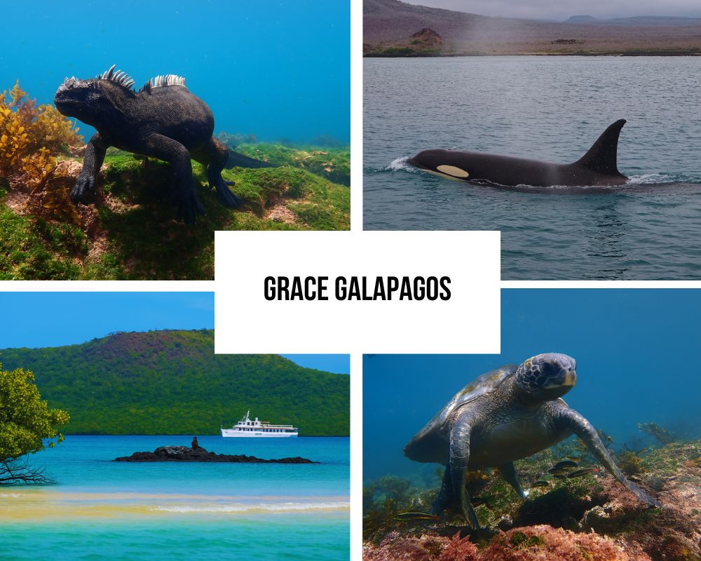 Comprehensive Itinerary Portfolio on Grace
