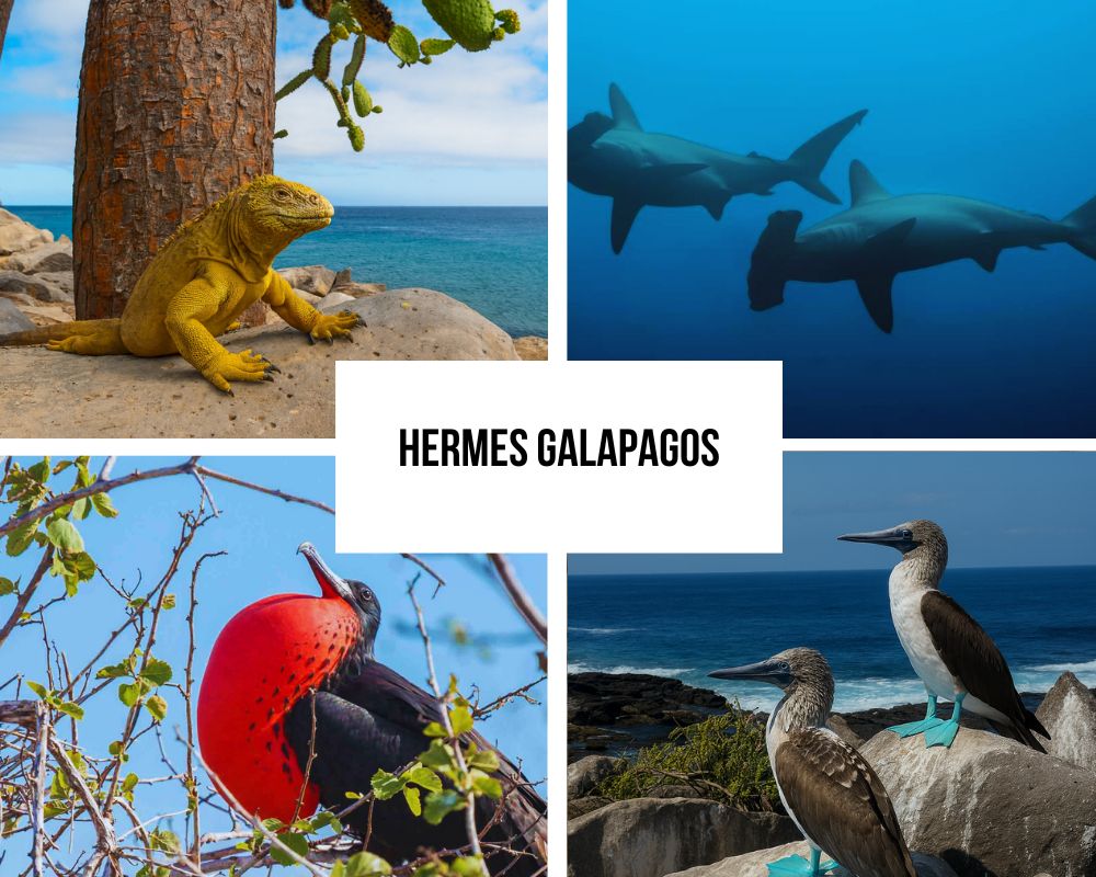 Comprehensive Itinerary Portfolio on Hermes