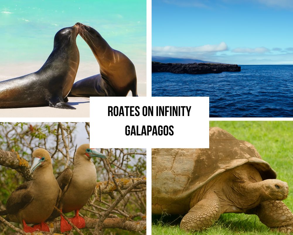 Comprehensive Itinerary Portfolio on Infinity