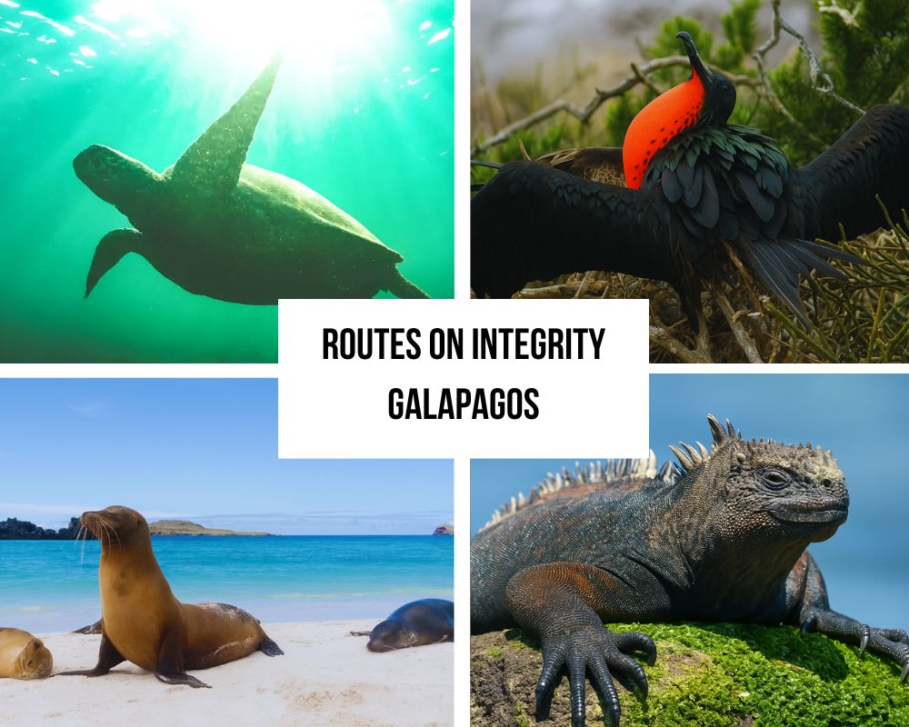Comprehensive Itinerary Portfolio on Integrity