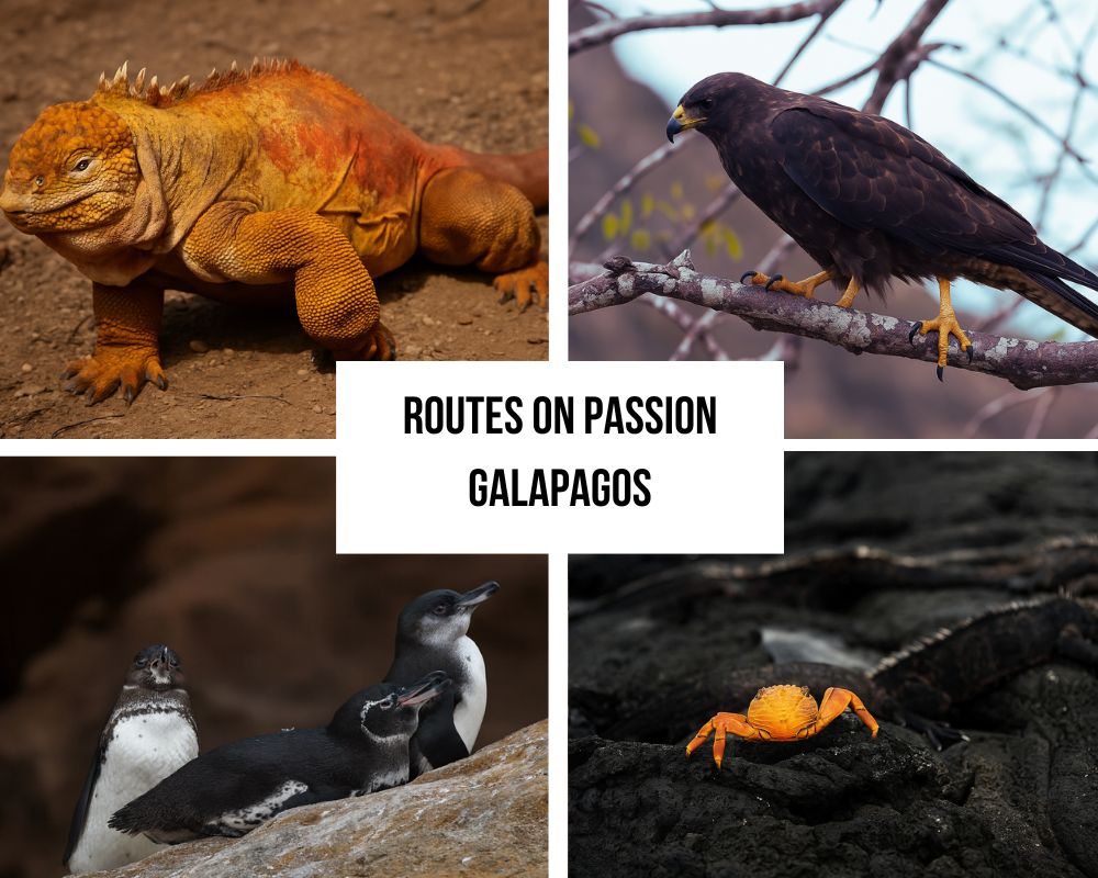 Comprehensive Itinerary Portfolio on Passion