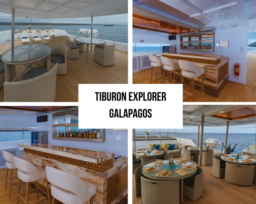 Outstanding Guest Experience and Diving Recognition on Tiburon Explorer