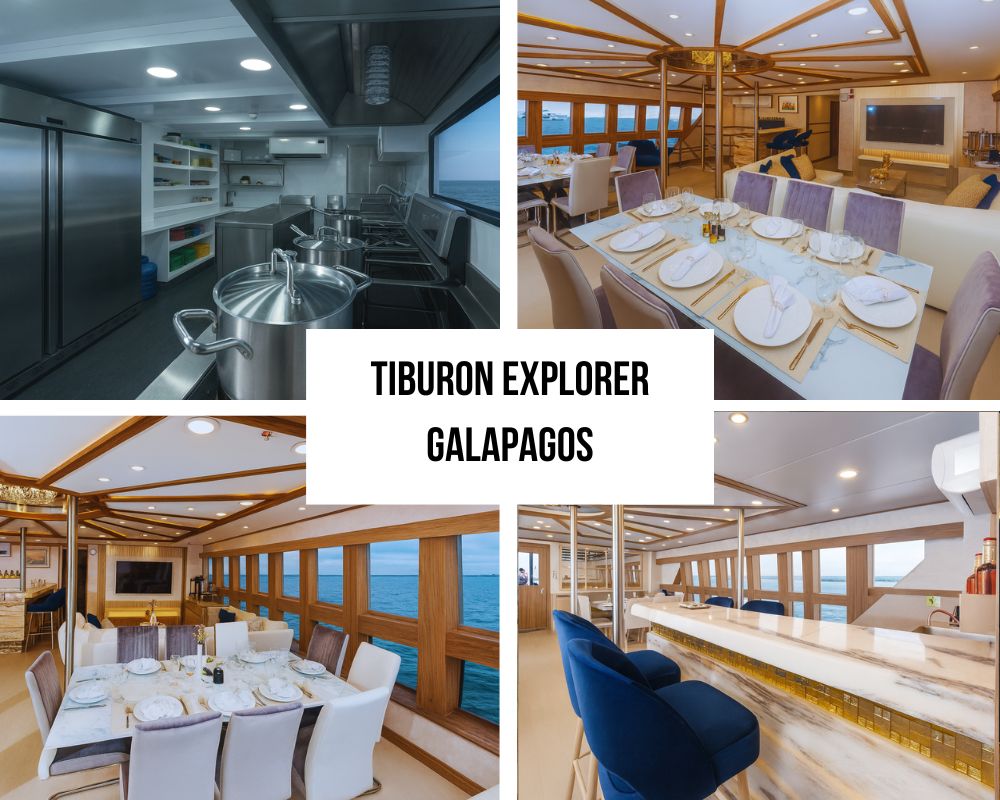 Outstanding Guest Experience and Diving Recognition on Tiburon Explorer
