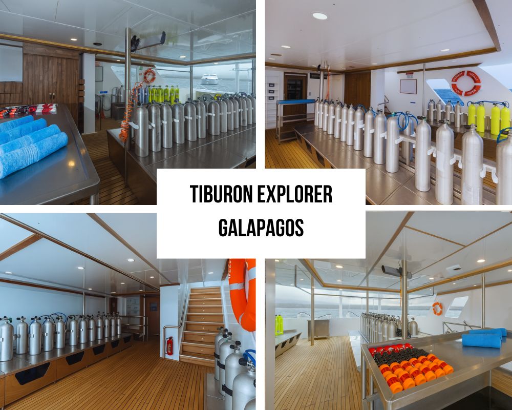 Outstanding Legendary Dive Site Access and Marine Excellence on Tiburon Explorer
