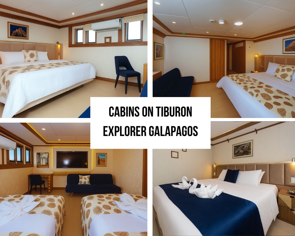 Exceptional Modern Accommodation and Suite Excellence on Tiburon Explorer