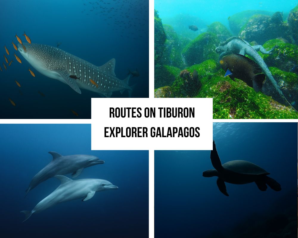Comprehensive Itinerary Portfolio on Tiburon Explorer