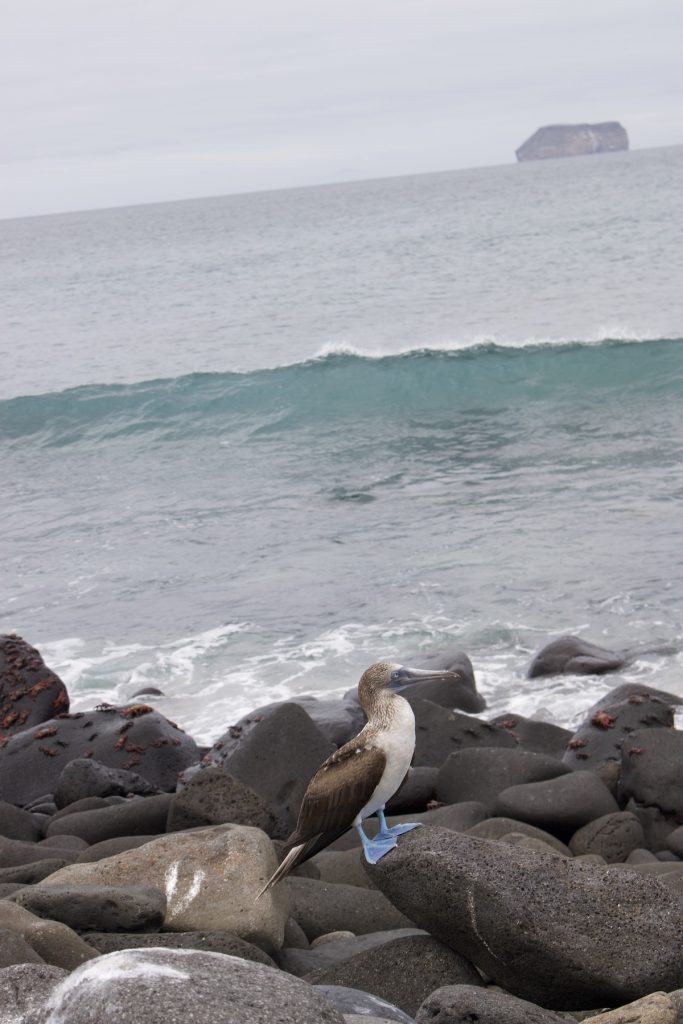 Blue-footed booby standing on volcanic rocks at North Seymour Island during a May Galapagos cruise with Cruises to Galapagos Islands