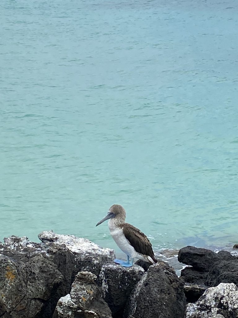 Blue-footed booby standing on volcanic rocks along the Galapagos coastline during a wildlife cruise with Cruises to Galapagos Islands