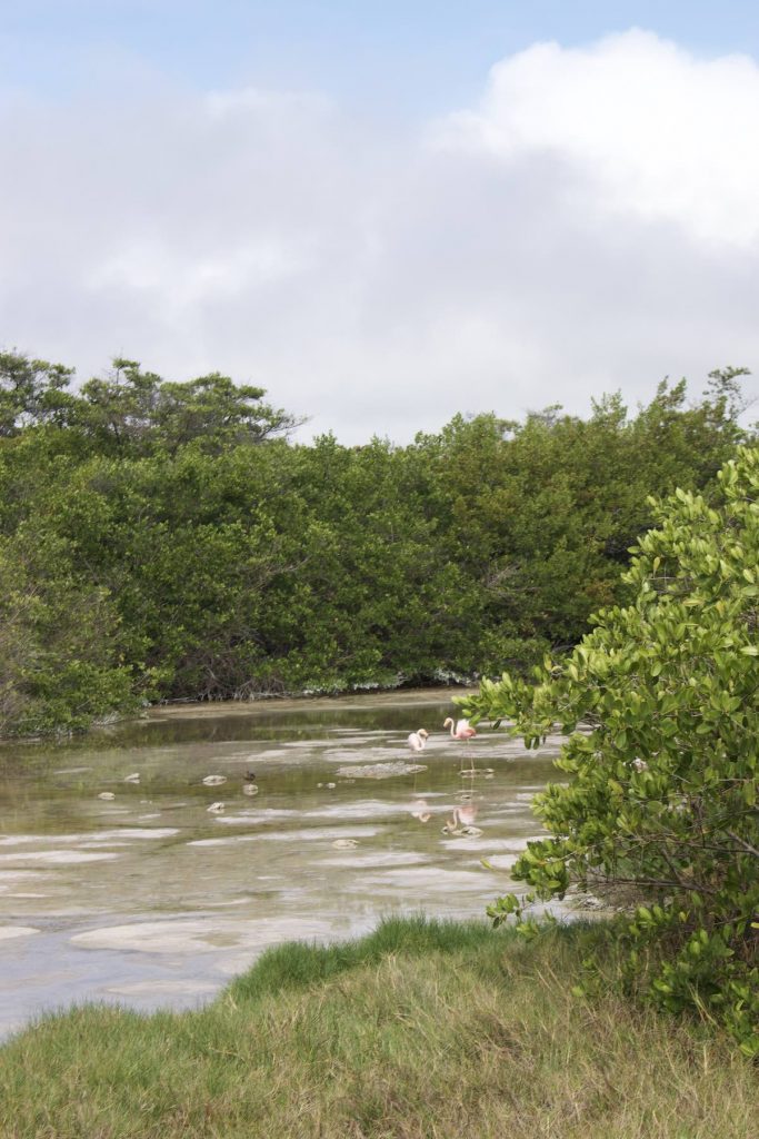 Pink flamingos feeding in a coastal lagoon surrounded by mangroves during a February Galapagos expedition with Cruises to Galapagos Islands