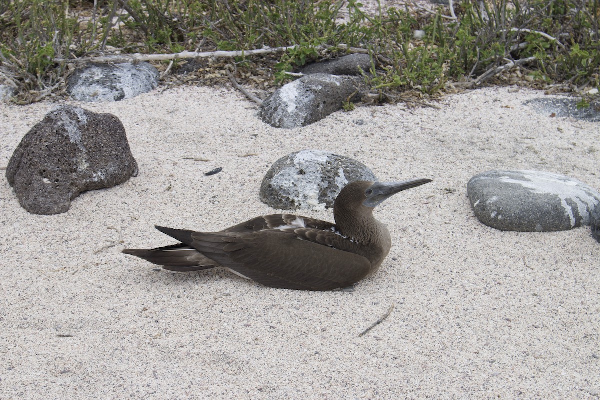 Flightless cormorant resting on a sandy beach during a Galapagos cruise in July with Cruises to Galapagos Islands