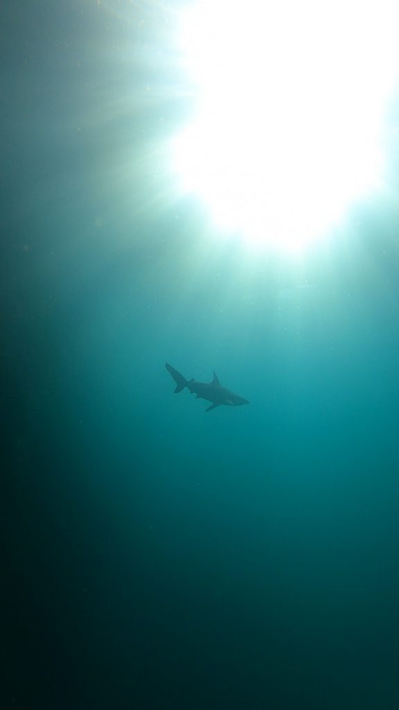 Galapagos shark swimming underwater during a June expedition cruise with Cruises to Galapagos Islands
