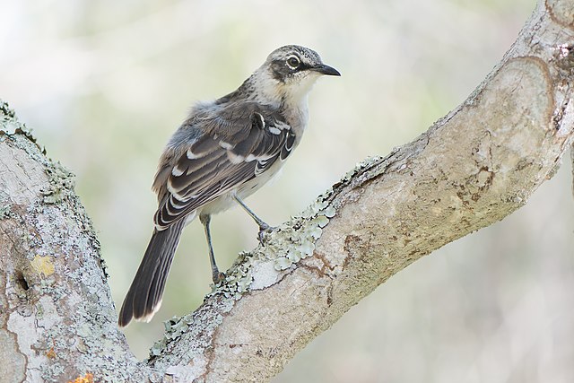Galapagos mockingbird perched on a tree branch during a January wildlife cruise with Cruises to Galapagos Islands