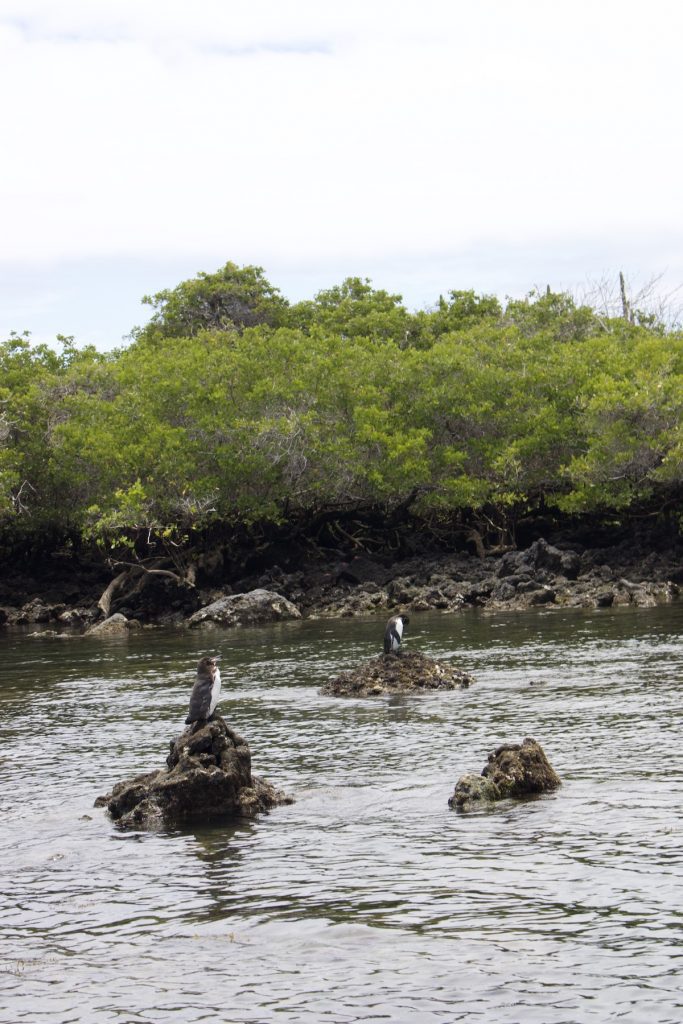 Galapagos penguins resting on coastal rocks during a Galapagos Islands cruise with Cruises to Galapagos Islands under clear weather conditions