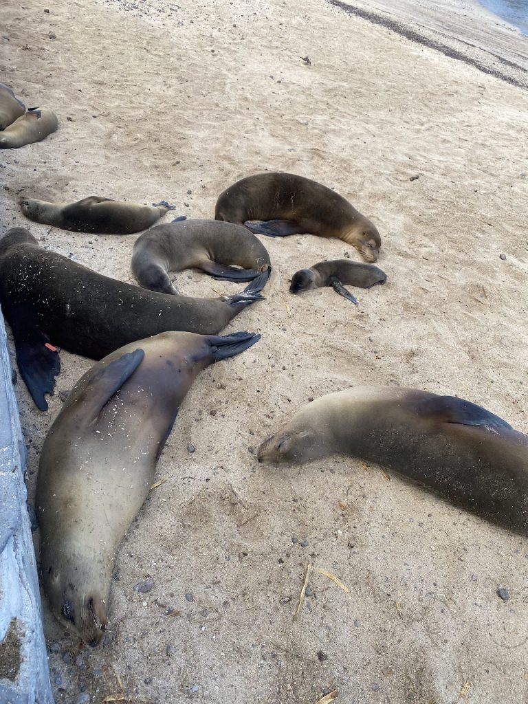 Galápagos sea lions resting on a white sand beach during September cruise with Cruises to Galapagos Islands