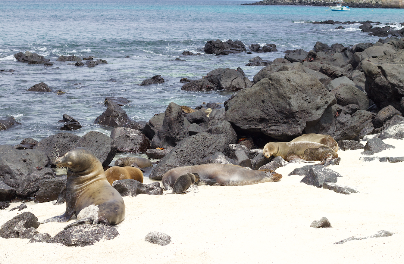 Colony of Galápagos sea lions relaxing along the shoreline during a guided Galapagos Islands expedition with Cruises to Galapagos Islands