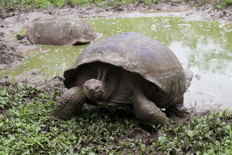 Galapagos giant tortoise walking through a wetland area during a guided Galapagos cruise organized by Cruises to Galapagos Islands