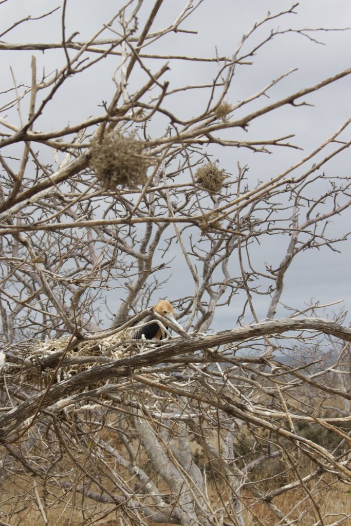 Great Frigatebird perched in a dry forest tree during a June Galapagos wildlife cruise with Cruises to Galapagos Islands