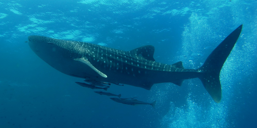 Massive whale shark swimming beneath the ocean surface during an October Galapagos cruise with Cruises to Galapagos Islands