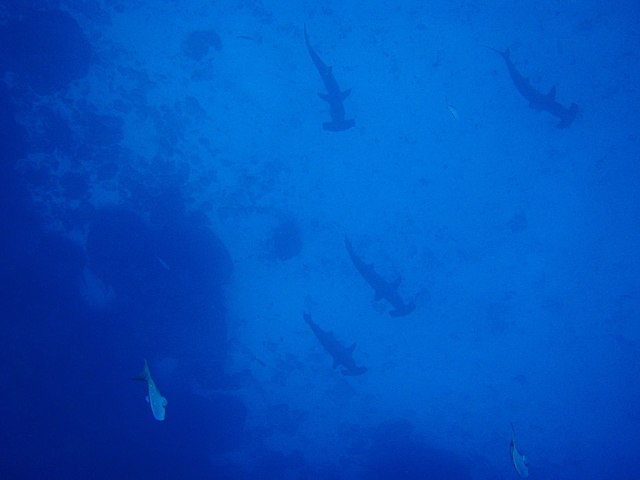Hammerhead sharks observed beneath the surface during a March Galapagos Islands wildlife adventure organized by Cruises to Galapagos Islands