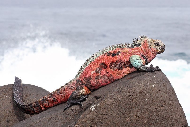 Colorful marine iguana resting on volcanic rocks on Española Island during a December Galapagos cruise with Cruises to Galapagos Islands