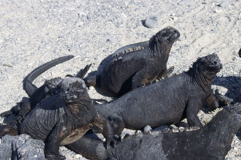 Close-up view of marine iguanas on the beach during a November Galapagos cruise organized by Cruises to Galapagos Islands