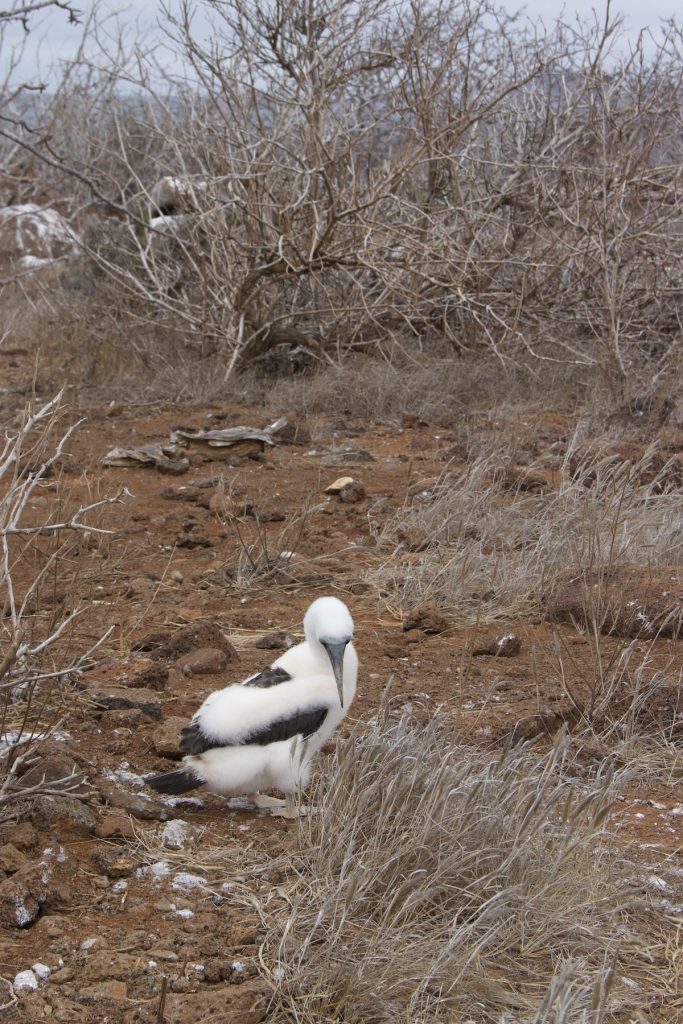 Nazca booby surrounded by dry vegetation in the Galapagos Islands during a November voyage with Cruises to Galapagos Islands