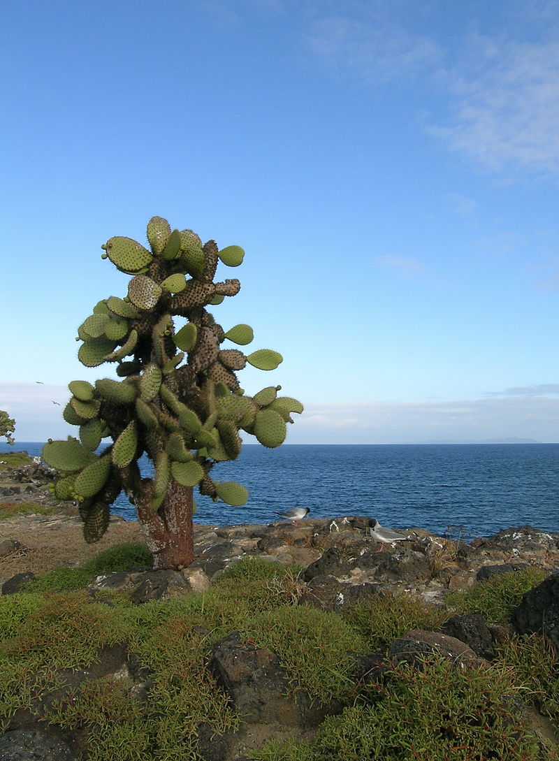 Santa Fe Island landscape with giant cactus and ocean views during an October Galapagos cruise with Cruises to Galapagos Islands