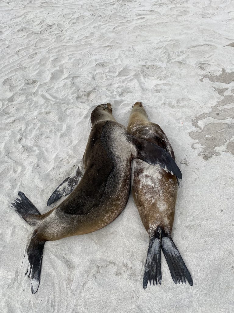 Two Galapagos sea lions relaxing on the beach during an October wildlife tour with Cruises to Galapagos Islands