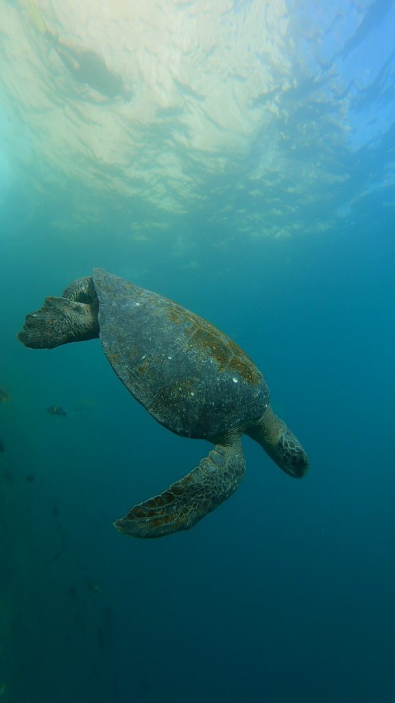 Sea turtle exploring the Galapagos Marine Reserve during a November cruise organized by Cruises to Galapagos Islands