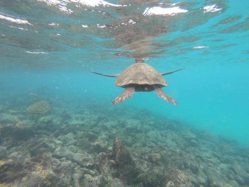 Sea turtle swimming through clear blue water during a November Galapagos cruise with Cruises to Galapagos Islands